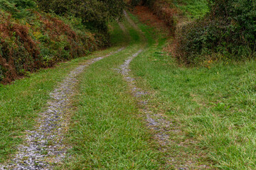 A path that winds into the forest, between trees and dense undergrowth, with no clear direction or knowledge of where it will end.