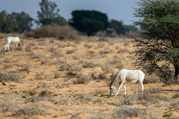 Addax Antelope, Addax nasomaculatus, Bou-Hedma National Park, Tunisia.