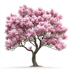 Naklejka premium Pink Magnolia Tree Isolated on White Background.