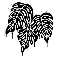Fototapeta premium Spray Painted Graffiti monstera leaf isolated on white background.