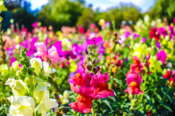 beautiful flowers bloom in the garden