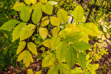autumn leaves in the park