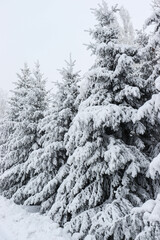 Winter. Winter landscapes