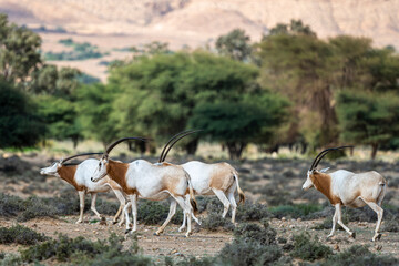 Scimitar-horned Oryx, Oryx dammah, Bou-Hedma National Park, Tunisia.