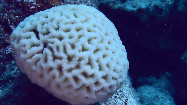 A young colony of Stony coral or Knob coral (Dipsastraea lacuna).