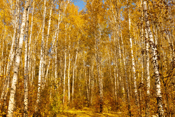 Autumn landscape in a birch grove. Seasonal sunny weather. Bright yellow foliage on the trees.