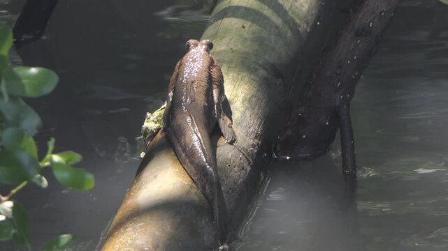 Climbing fish in mangrove forests in Thailand