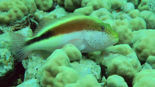 Blackside Hawkfish (Paracirrhites forsteri) lies on the coral and carefully surveys its surroundings.