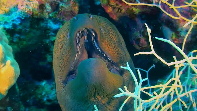 Close-up of the head of a Giant moray (Gymnothorax javanicus) opening and closing its mouth, front view. Long teeth are visible in the mouth.