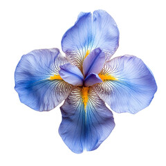 Top view of a single iris flower isolated on transparent background