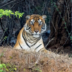 A tiger is standing in the dirt, looking at the camera. The tiger is brown and black, with a white stripe down its back. The tiger appears to be curious and alert, as it stares at the photographer