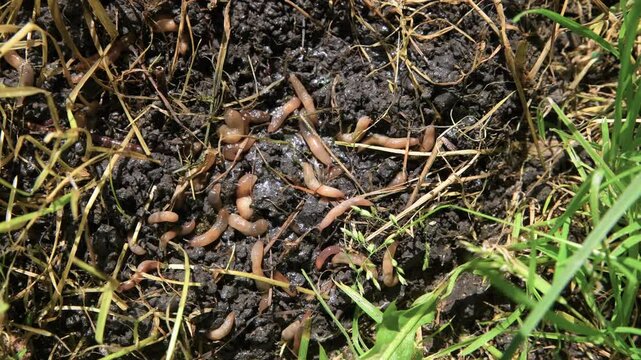 Cluster of slugs on the ground. Agricultural pests. Garden slug, gastropod.