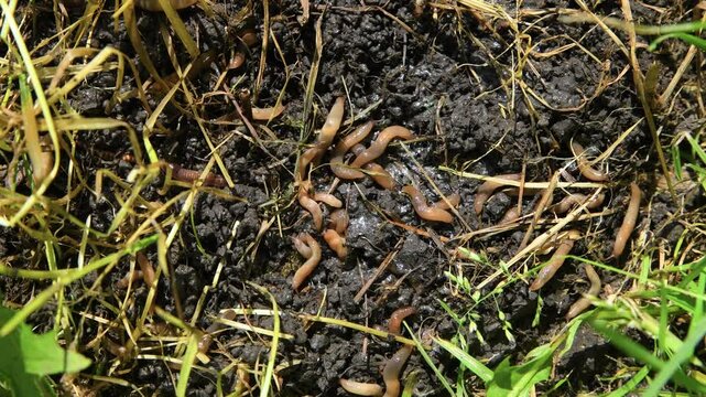 Cluster of slugs on the ground. Agricultural pests. Garden slug, gastropod.