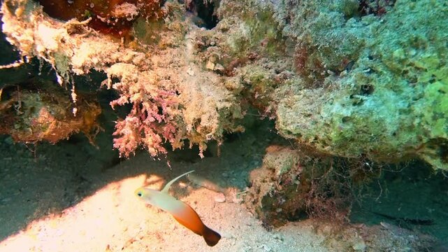 Fire gobies and small lizardfish on a coral reef.
