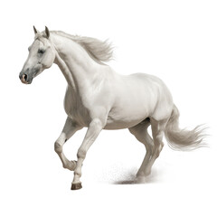 horse looking isolated on white