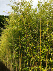 Lush bamboo grove with tall green stems and leaves outdoors