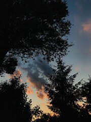 Silhouette of trees against a colorful evening sky sunset