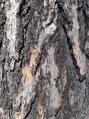 The bark of a tree is rough and has many holes