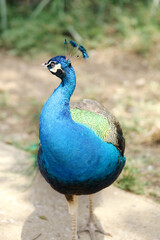Fototapeta premium Beautiful Peacock Walking on Ground Against Nature Background
