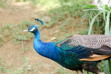 Fototapeta premium Beautiful Peacock Walking on Ground Against Nature Background