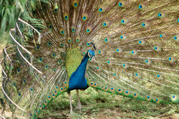 Obraz premium Beautiful Peacock Feathers Pan 