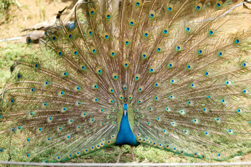Beautiful Peacock Feathers Pan
