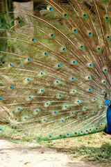 Portrait of Beautiful Peacock Feathers Pan
