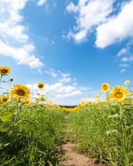 Obraz premium Serene Footpath Through a Vibrant Sunflower Field Under a Bright Blue Sky with Fluffy Clouds and a Towering View in the Background