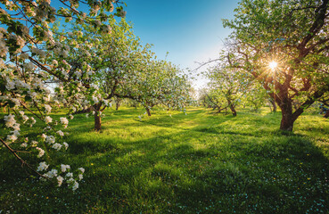 Fototapeta premium Old ornamental orchard with green lawn on a sunny day. Scenic image of trees in magical garden.