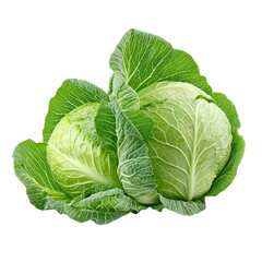 Obraz premium Fresh cabbage isolated on a white background. PNG
