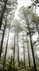 Fototapeta premium Background featuring a landscape of mountain pine trees in the fog during early spring or autumn. Ideal for screensavers or interior design.