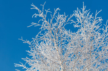 A tree with a lot of snow on it is in front of a blue sky