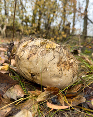 A large mushroom is sitting on the ground in a field