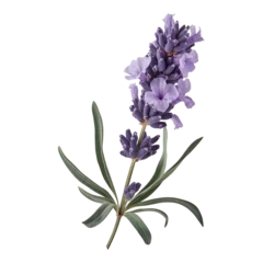 Fototapete Lavender flowers in full bloom with elegant green stems © chalindu
