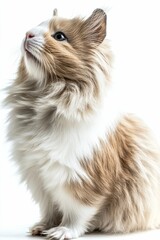Obraz premium Fluffy, brown and white hamster looking up.