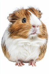 Cute guinea pig with brown and white fur.