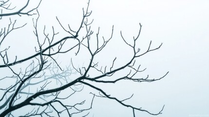 Obraz premium Foggy atmosphere with bare trees nature scene serene environment artistic viewpoint