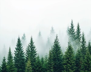 Fototapeta premium Misty pines in foggy forest nature landscape photography tranquil environment aerial view
