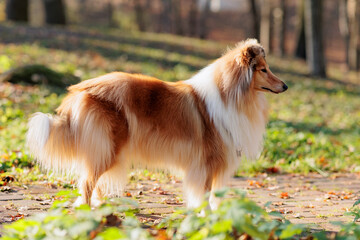 Adorable red-white rough Collie on a walk in the park with yellow fallen maple leaves in autumn