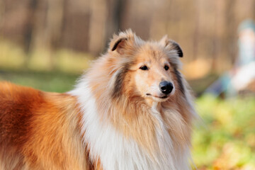 Adorable red-white rough Collie on a walk in the park with yellow fallen maple leaves in autumn