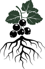 Black currant root icon vector on white background