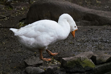 A white goose forages on the ground in a farmyard setting during a cloudy day, showcasing its natural behavior in a rural environment