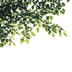 Green leaves branches transparent background.
