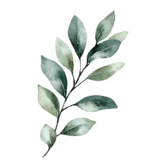 Naklejka premium Watercolor eucalyptus branch with green leaves. Vector illustration.