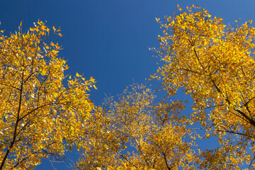 Fototapeta premium Tree tops with yellow leaves against the blue sky
