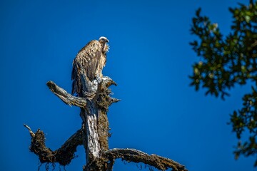 Vulture perched on a tree branch under blue sky.