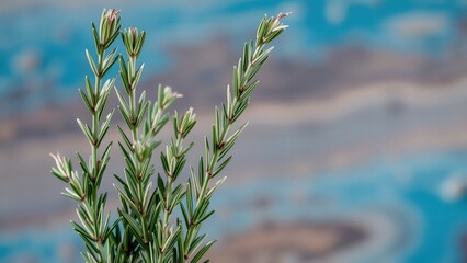 Vibrant Green Pine Branch against Serene Blue Ocean Background, Perfect for Nature Photography and Wall Art