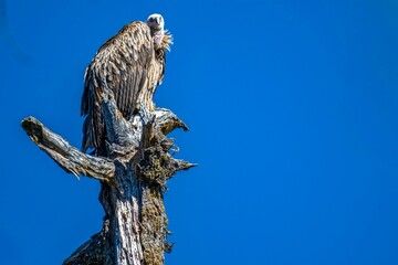 Obraz premium Vulture perched on a tree against blue sky