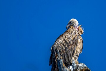Majestic vulture against blue sky