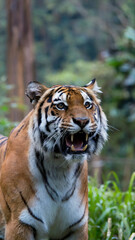 Obraz premium Tiger is standing in a forest